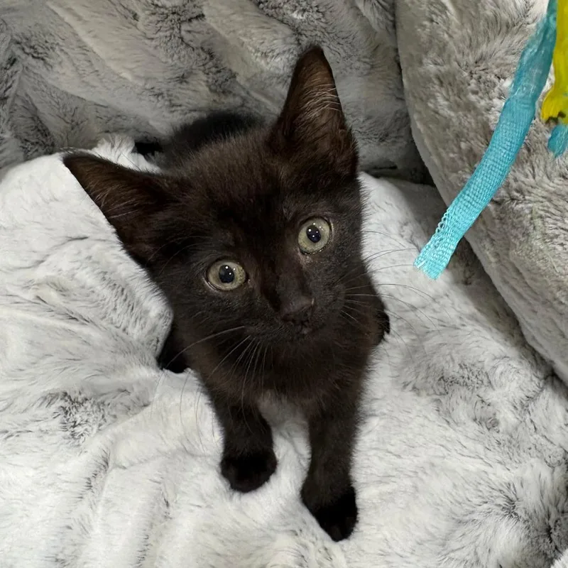A baby small-sized female Black Domestic Short Hair cat named Desiree for adoption in New Port Richey, FL