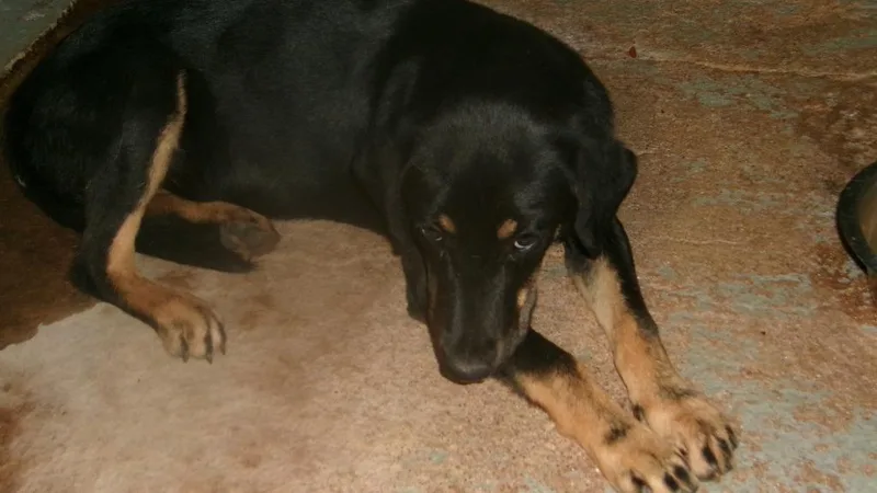 A young medium-sized female Labrador Retriever dog named Sweet Pea for adoption in Winslow, AZ