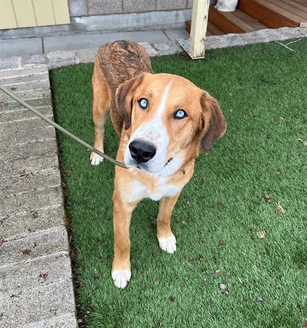 A young large-sized male Yellow / Tan / Blond / Fawn Husky dog named Hank for adoption in Phoenix, OR