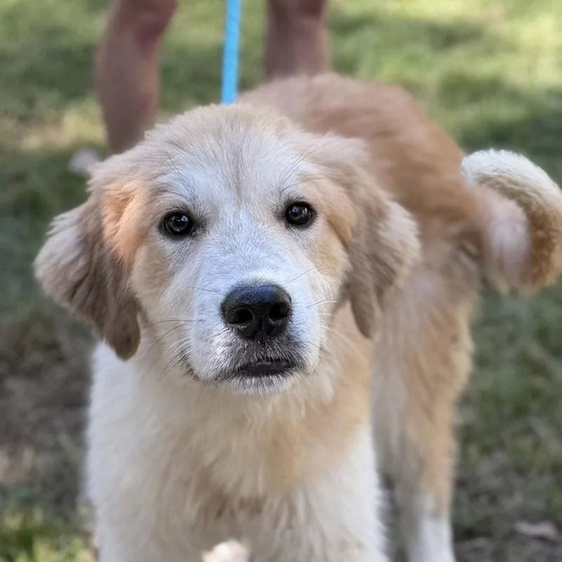 A young medium-sized male Golden Retriever dog named Golden Freddy for adoption in Locust Fork, AL