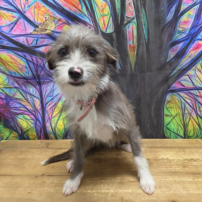 A young small-sized female White / Cream Wirehaired Terrier dog named Pixie for adoption in Normal, IL