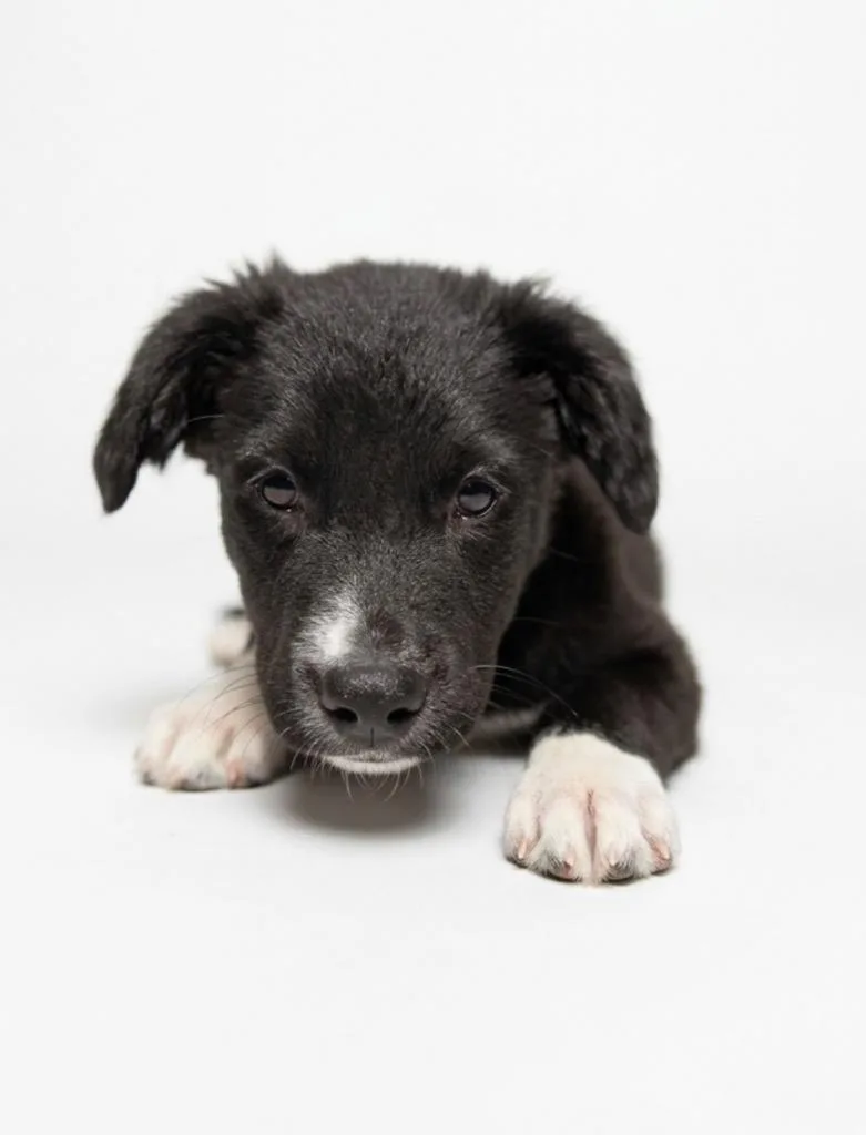 A baby medium-sized male Shetland Sheepdog / Sheltie dog named Affogato for adoption in Hudson, NY
