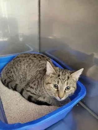 A young medium-sized male Domestic Short Hair cat named Joey for adoption in Fishers, IN