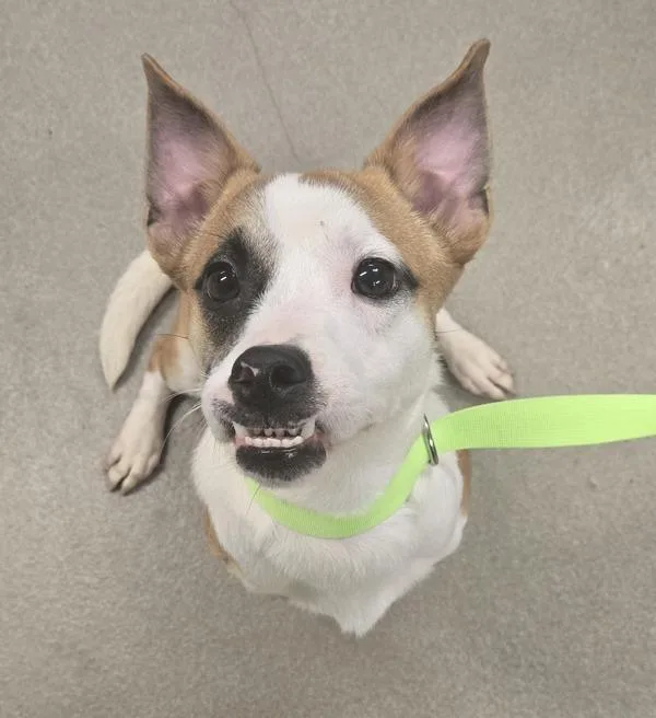 A young small-sized male Jack Russell Terrier dog named Biscuit for adoption in Millersville, MD