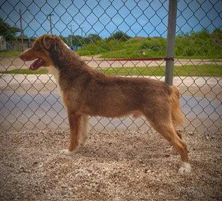 An adult medium-sized male Australian Shepherd dog named Charlie Brown Bag for adoption in Pleasanton, TX