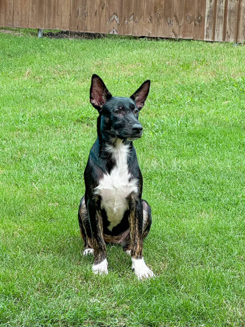 A young medium-sized female Pharaoh Hound dog named Moroney for adoption in Pottsboro, TX