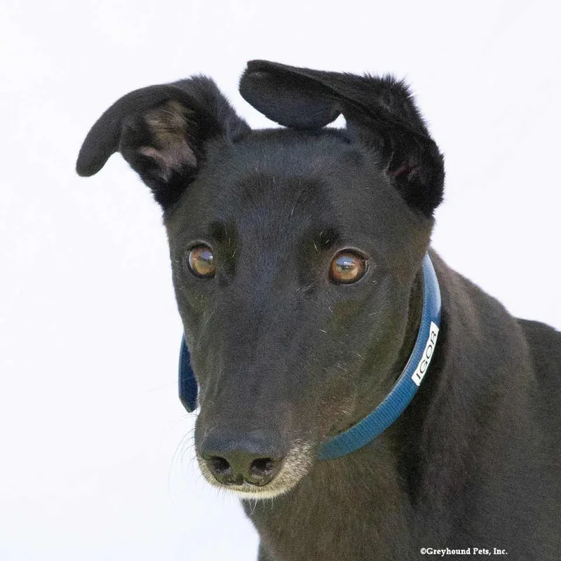 An adult large-sized male Greyhound dog named Igor for adoption in Woodinville, WA