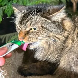 An adult medium-sized female Buff / Tan / Fawn Maine Coon cat named Gorgeous Geneva for adoption in Danbury, CT