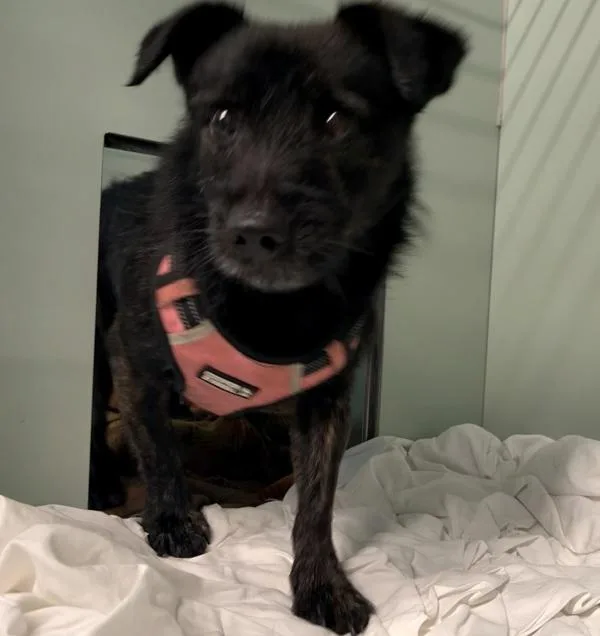 An adult small-sized male Mixed Breed dog named Toto for adoption in Ridgewood, NY