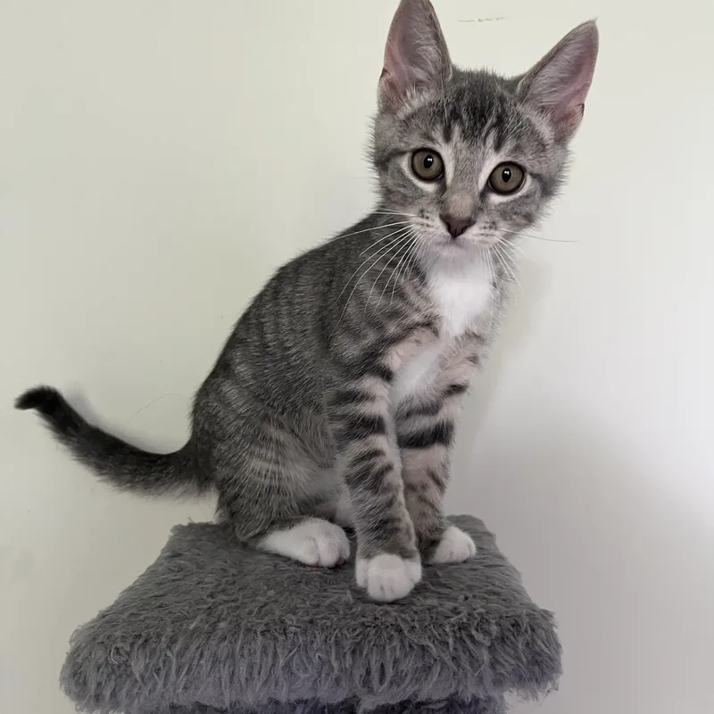 A baby small-sized male Tabby (Gray / Blue / Silver) Domestic Short Hair cat named Pascal for adoption in Alexandria, VA