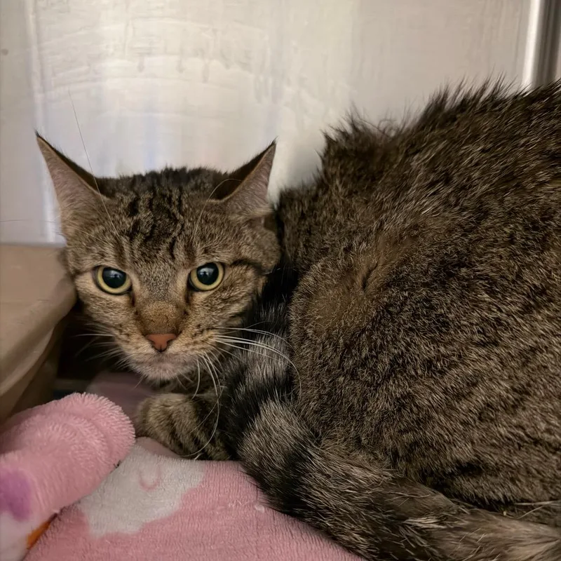 An adult small-sized female Gray / Blue / Silver Domestic Medium Hair cat named Hyde for adoption in Galveston, TX