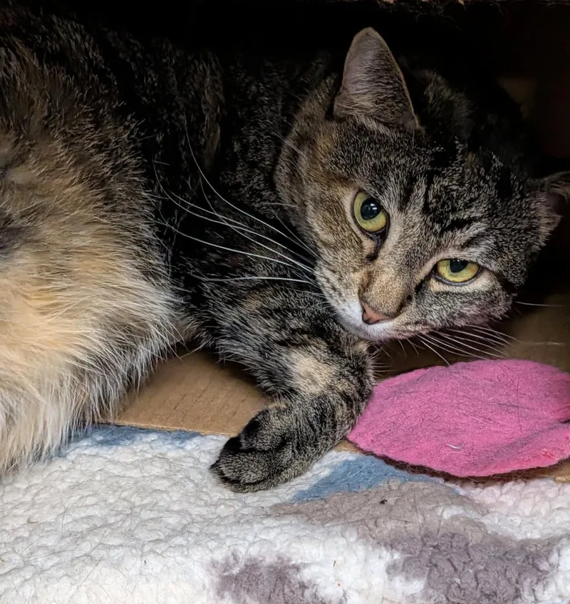 Taylor Aka Lily thumbnail 3