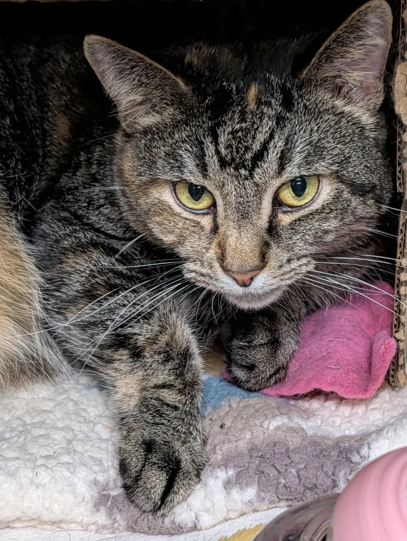 Taylor Aka Lily thumbnail 4