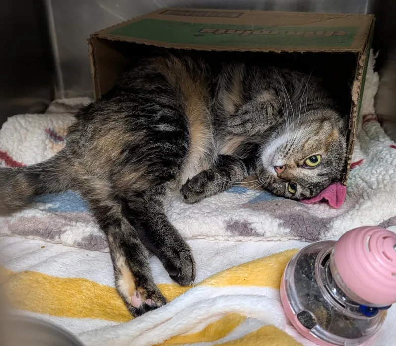 Taylor Aka Lily thumbnail 5