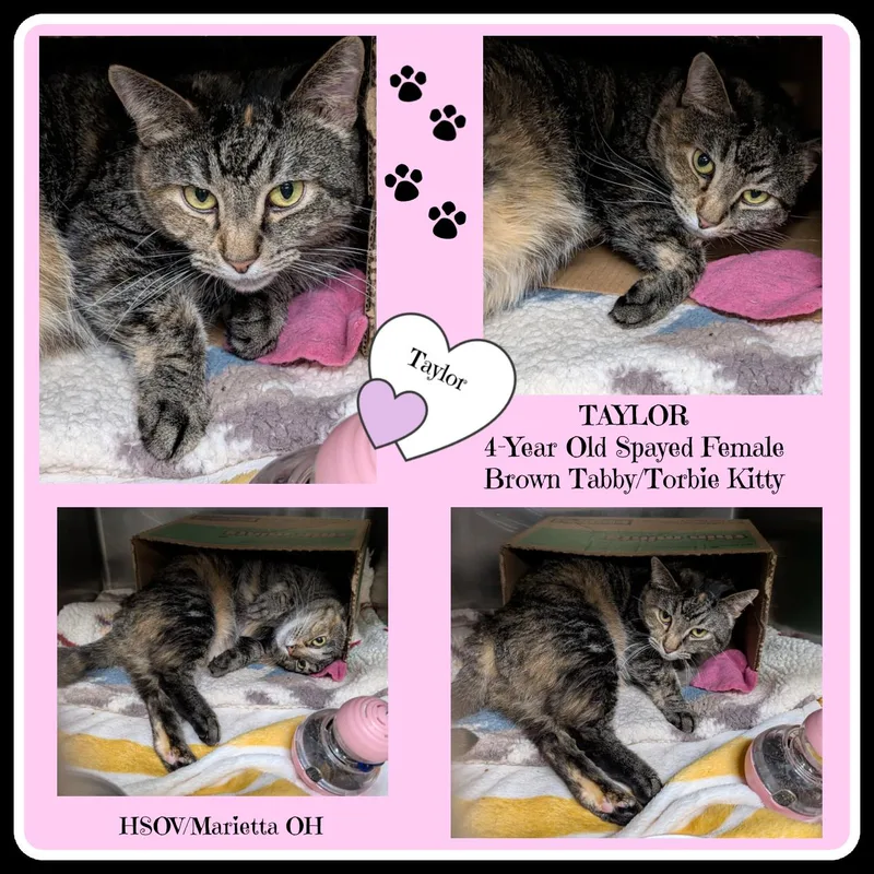 An adult medium-sized female Tabby (Brown / Chocolate) Tabby cat named Taylor Aka Lily for adoption in Marietta, OH