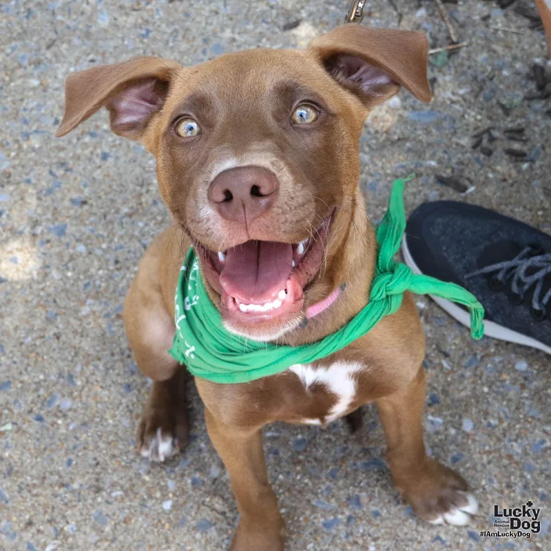A baby medium-sized female Labrador Retriever dog named Mimosa for adoption in Washington, DC