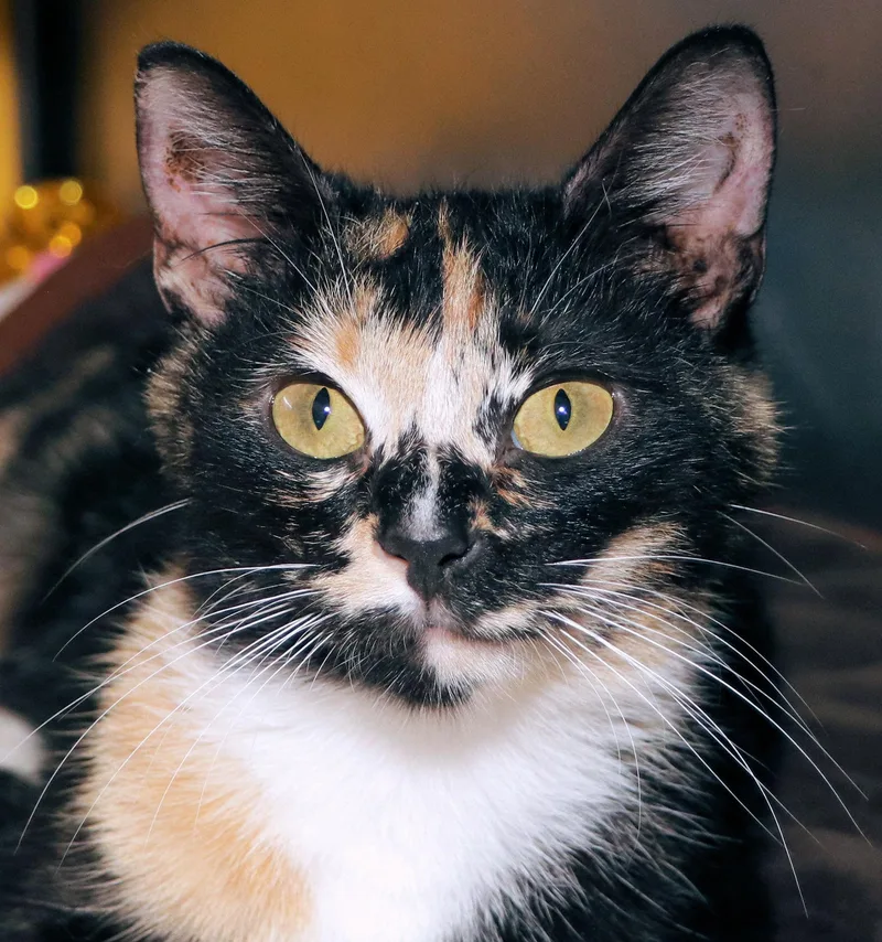 An adult medium-sized female Calico Domestic Short Hair cat named Hollywood for adoption in Cincinnati, OH