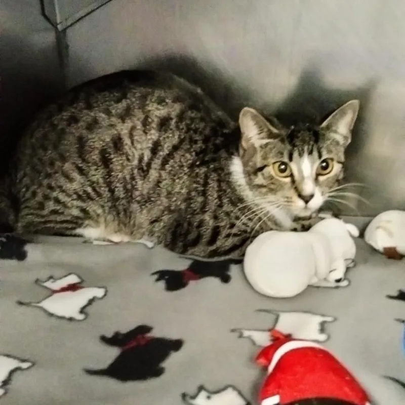 An adult large-sized female Gray / Blue / Silver Domestic Short Hair cat named Cornelia Street for adoption in New York, NY