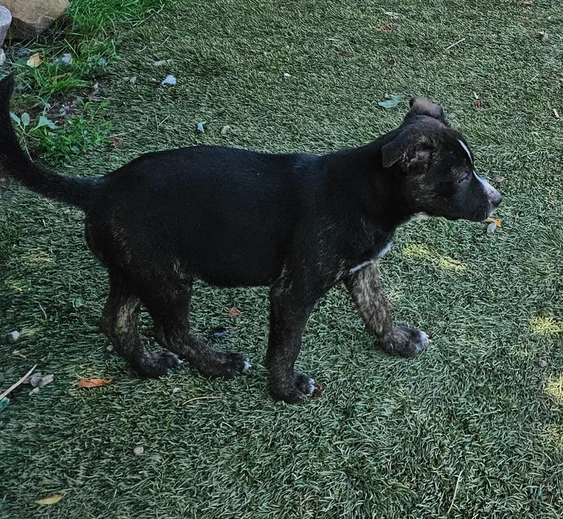 Nellie