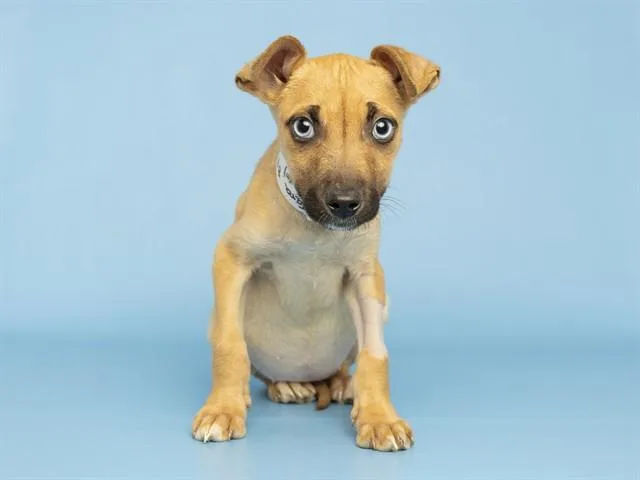 A baby small-sized female Labrador Retriever dog named Tara for adoption in Phoenix, AZ
