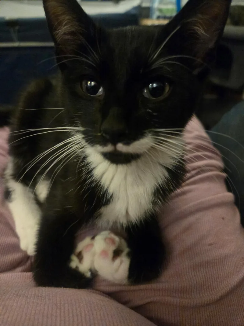 A baby small-sized male Black & White / Tuxedo Tuxedo cat named Muffin for adoption in Staten Island, NY