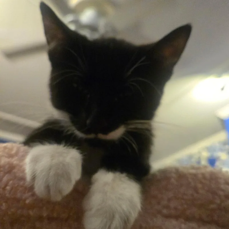 Muffin thumbnail 3