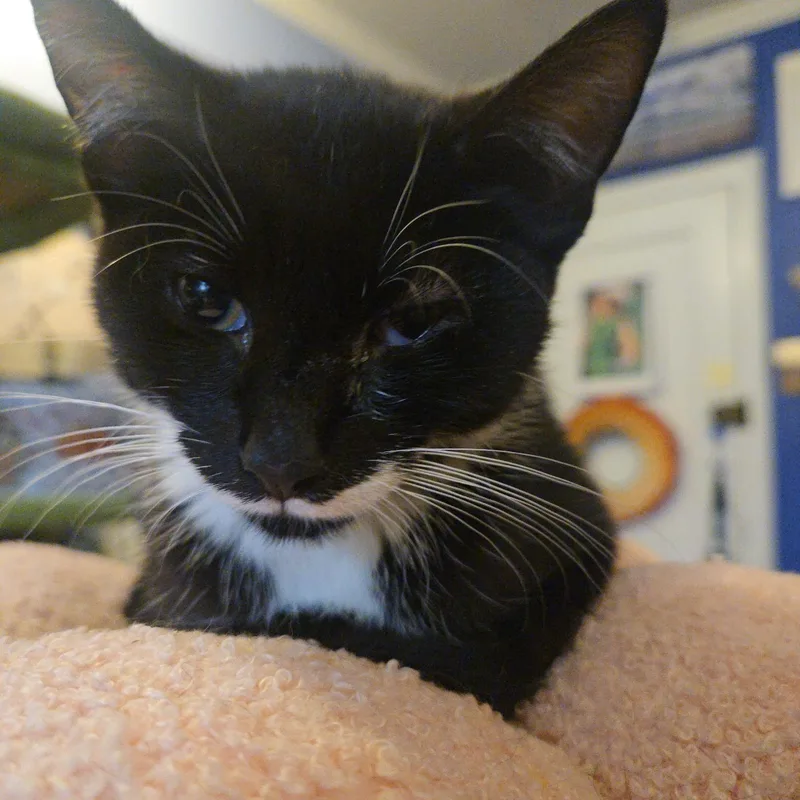 Muffin thumbnail 5