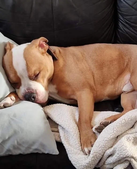 Oliver Twist thumbnail 2