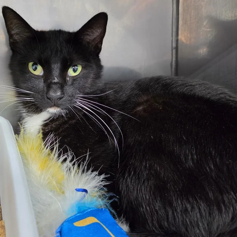 A young medium-sized female Black Domestic Short Hair cat named Galaxy for adoption in Jefferson city, TN