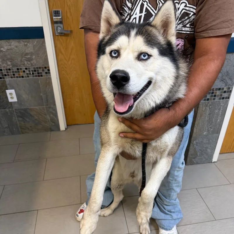 An adult large-sized male Husky dog named Hercules for adoption in Newark, NJ
