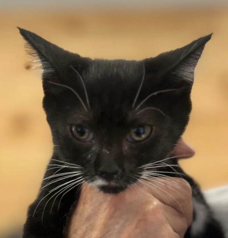 A baby medium-sized male Domestic Short Hair cat named Anthony for adoption in Cumming, GA