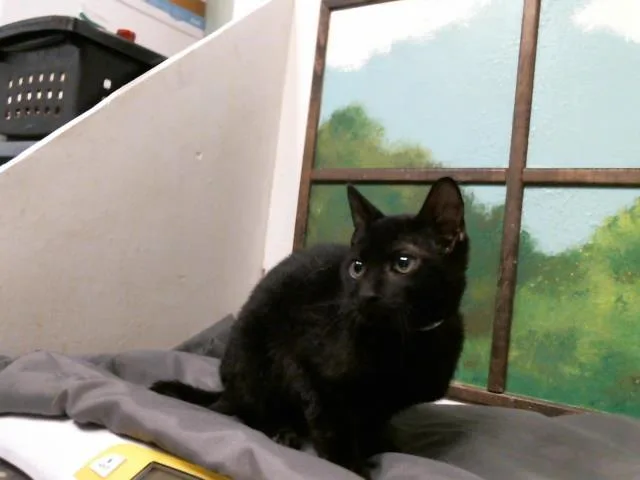 A baby small-sized male Domestic Short Hair cat named Reggie for adoption in Houston, TX
