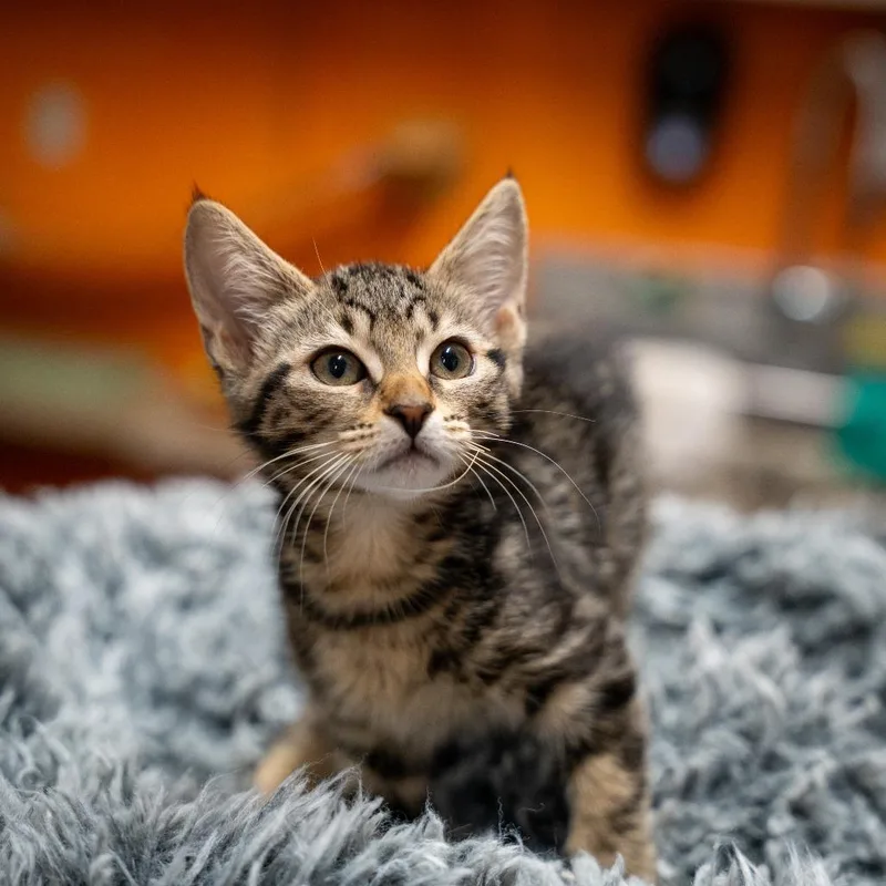 A baby small-sized female Black Domestic Short Hair cat named Honeybee for adoption in Gainesville, GA
