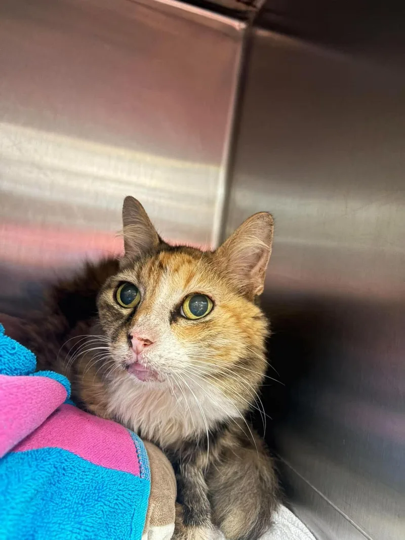 An adult medium-sized female Domestic Medium Hair cat named Amelia for adoption in Rockwall, TX