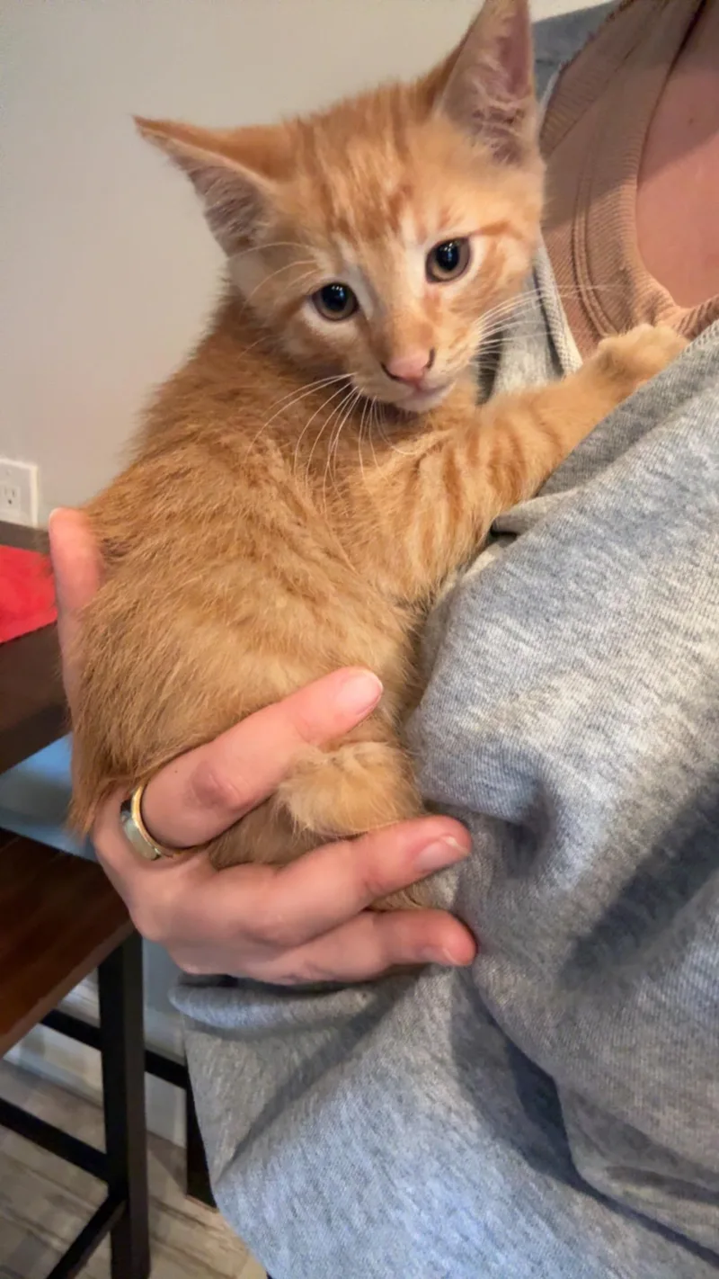 A baby medium-sized male Domestic Short Hair cat named Woody for adoption in Rochester , NY