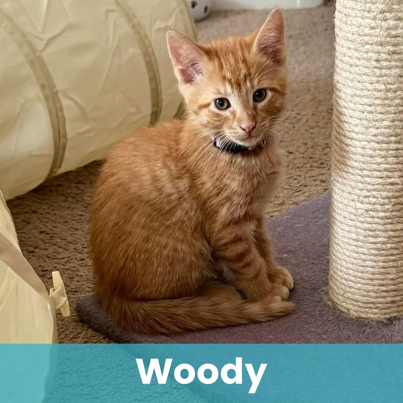 Woody thumbnail 6