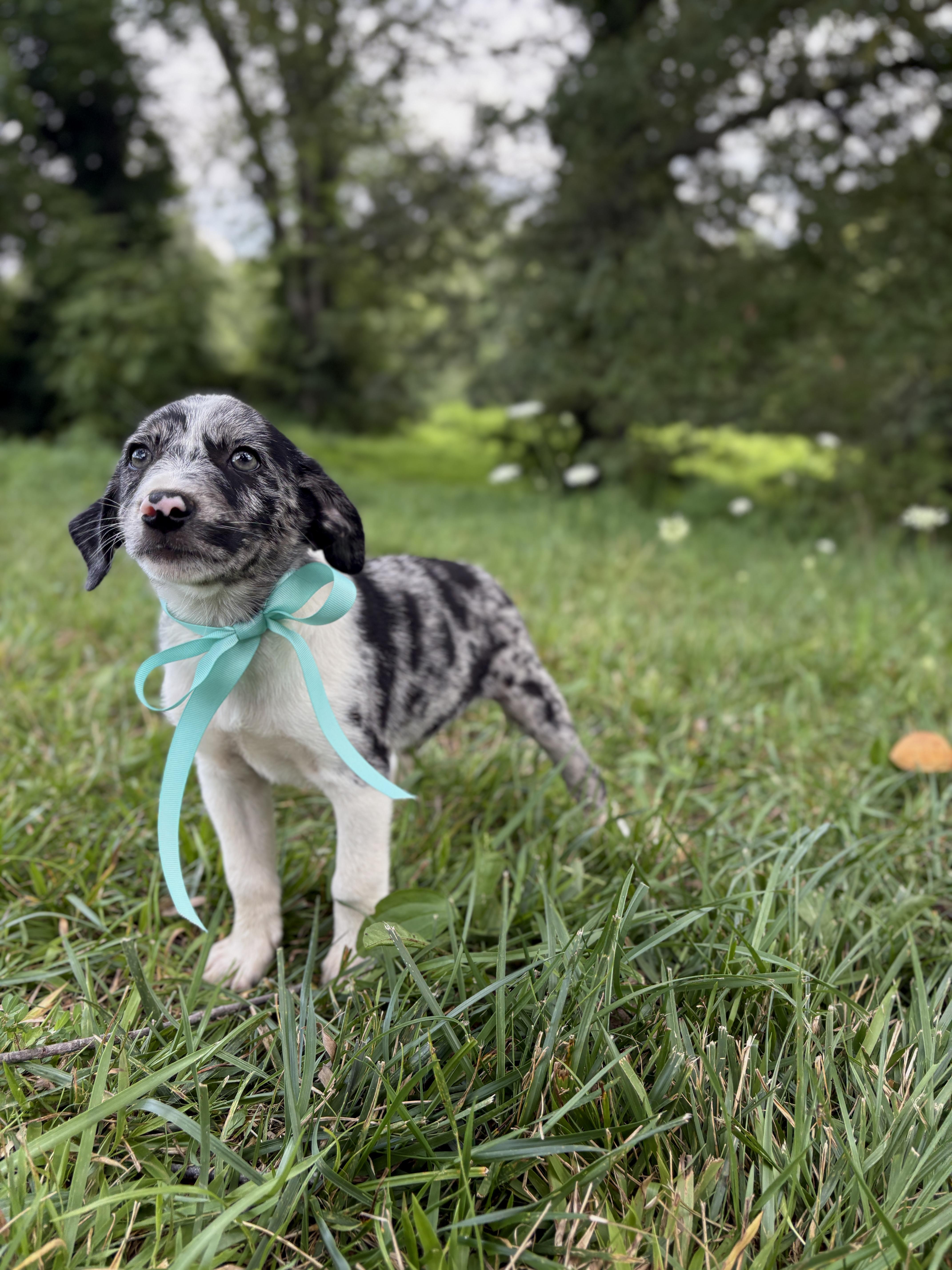 A baby medium-sized male Gray / Blue / Silver Australian Shepherd dog named Teddy for adoption in Gradyville, KY