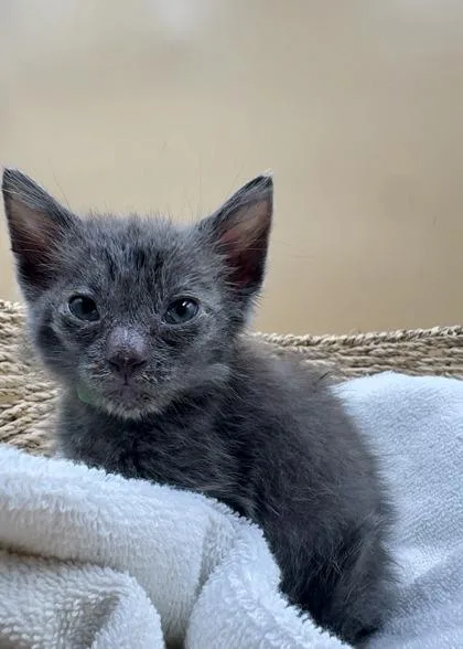 A baby small-sized female Domestic Short Hair cat named Nickel for adoption in Lawrenceville, GA
