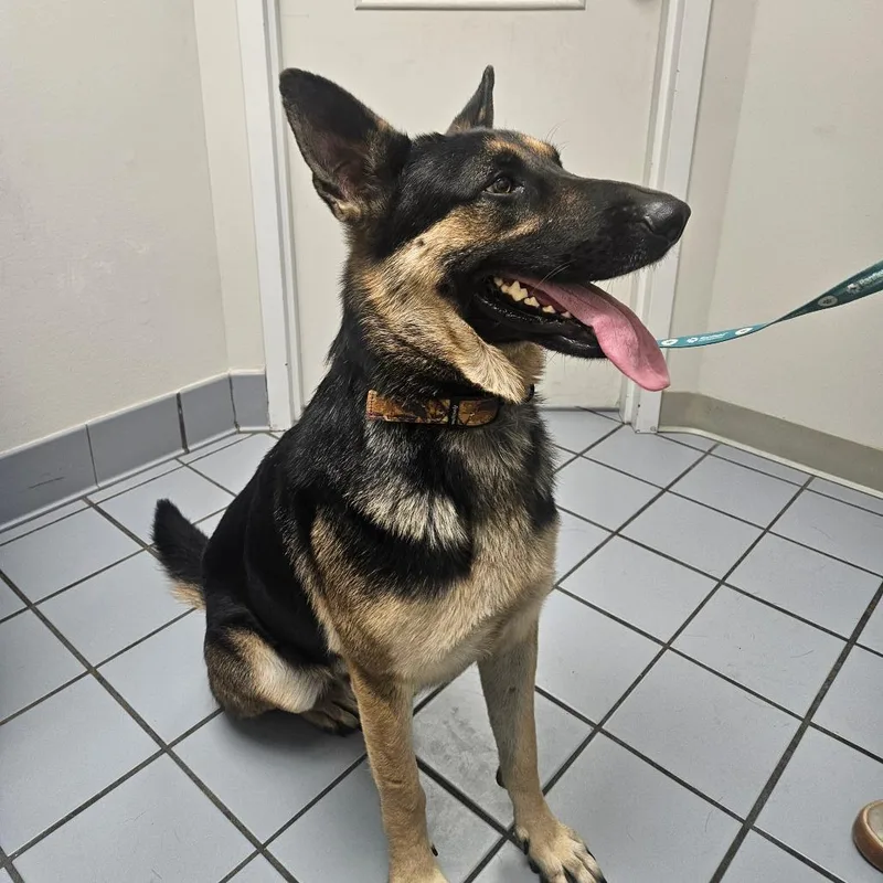 An adult large-sized male Black German Shepherd Dog named Kilo for adoption in Tulsa, OK
