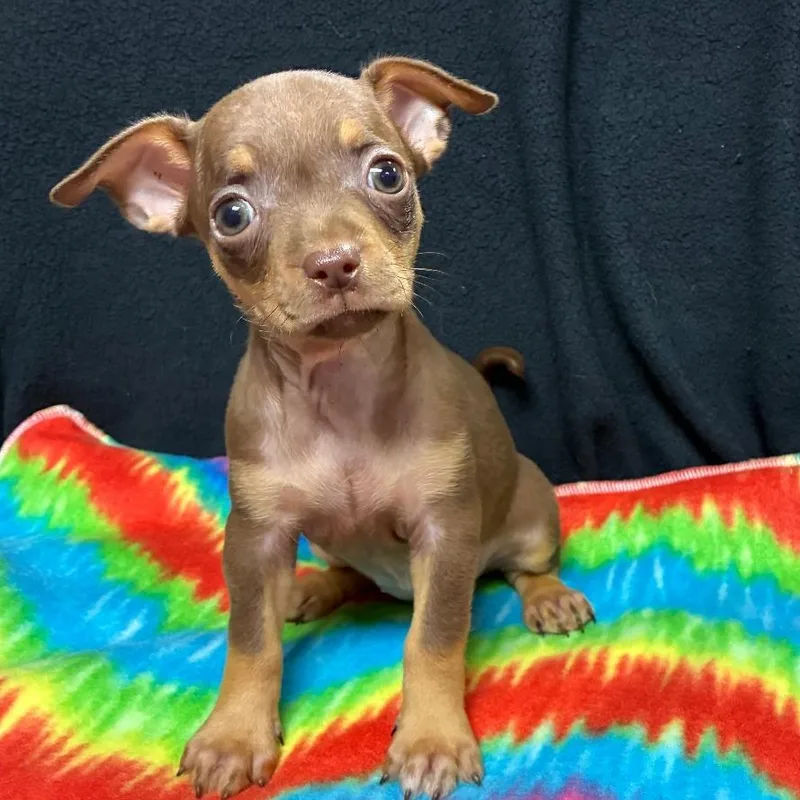 A baby small-sized female Chihuahua dog named Paige for adoption in Gainesville, GA