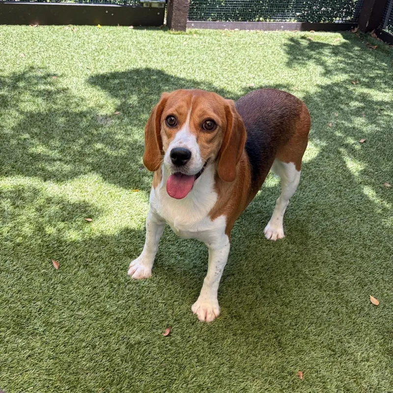 An adult small-sized female Yellow / Tan / Blond / Fawn Beagle dog named Sally for adoption in LOXAHATCHEE, FL
