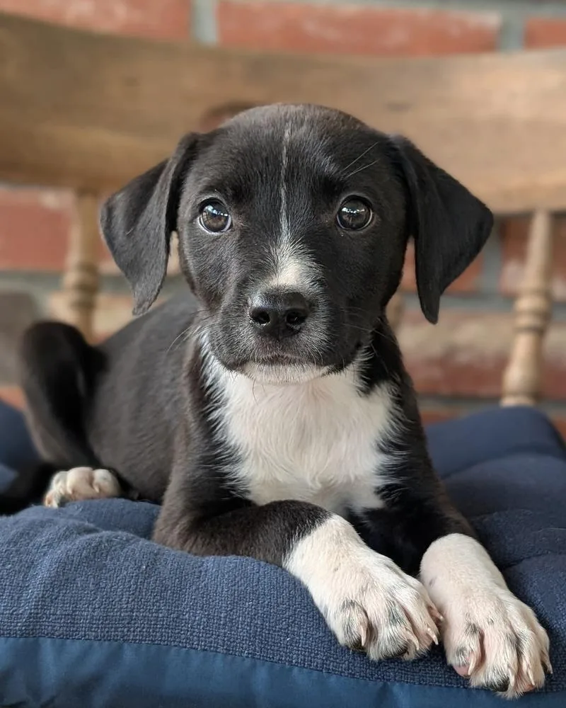 A baby medium-sized male Tricolor (Brown, Black, & White) Australian Cattle Dog / Blue Heeler dog named Orange Blossom for adoption in Shawnee, OK