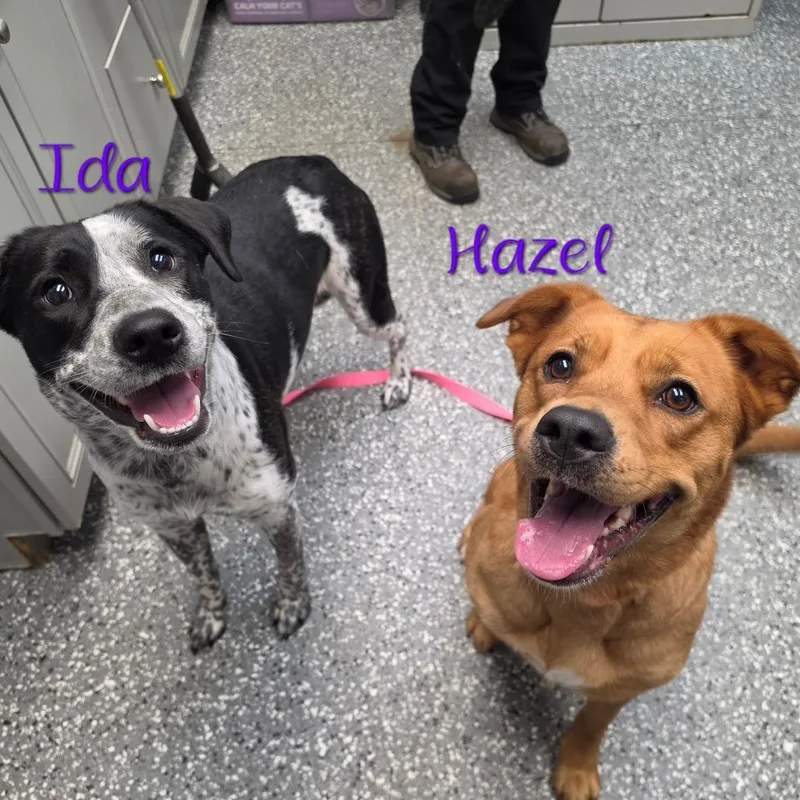 An adult medium-sized female Golden Labrador Retriever dog named Hazel for adoption in Parkersburg, WV