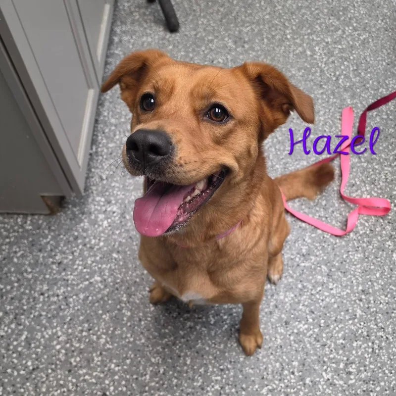 Hazel thumbnail 2