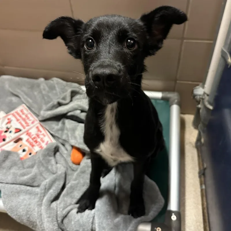 A baby small-sized male Black Mixed Breed dog named Dooley for adoption in Waukesha, WI