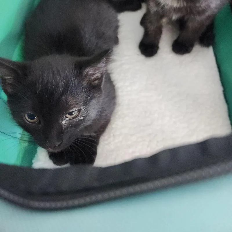 A young small-sized male Black Domestic Short Hair cat named Sully for adoption in Kingman, AZ