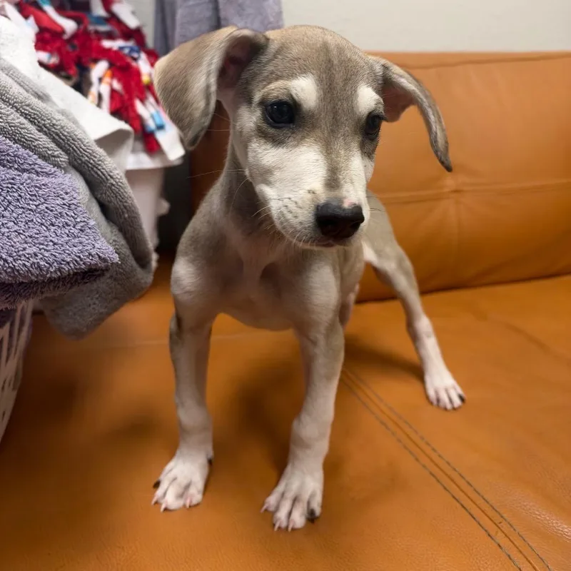 A baby small-sized male Chihuahua dog named Oliver for adoption in Parker, CO