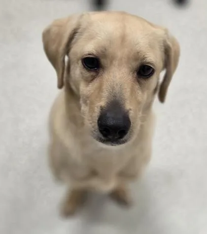 An adult small-sized female Chihuahua dog named Leah for adoption in Honolulu, HI