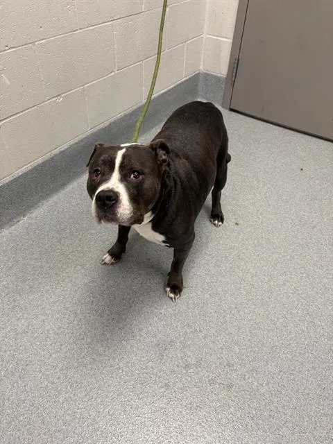 An adult large-sized female Pit Bull Terrier dog named Ostara for adoption in Indianapolis, IN