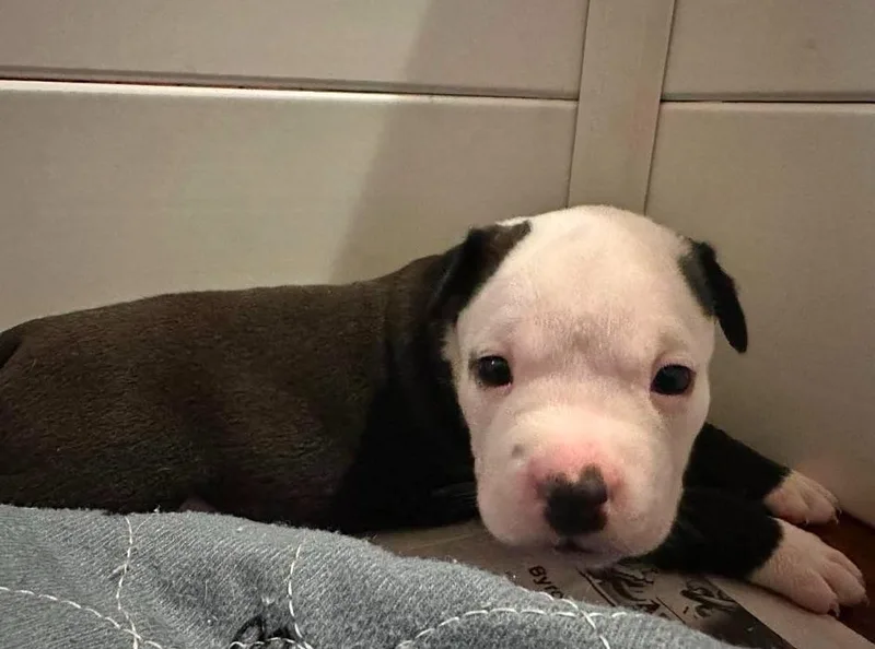 A baby large-sized female Terrier dog named Rhoda for adoption in El Dorado, AR